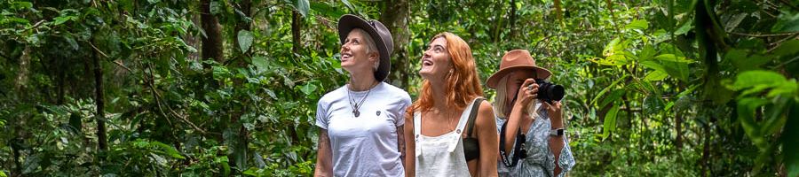 travellers walking through rainforest at mossman gorge