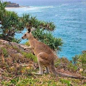 A kangaroo in the bush on the Point Lookout Gorge Walk on Stradbroke Island