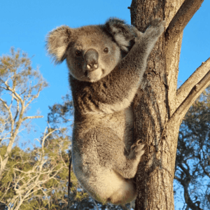 A koala in a tree at Amity Point on Stradbroke Island