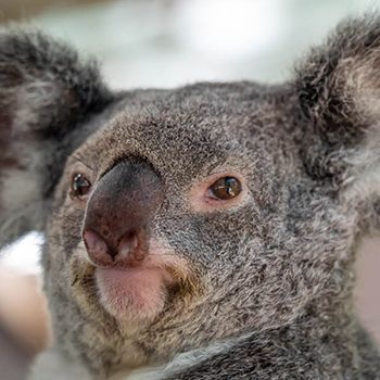 A koala in the tree on Magnetic Island