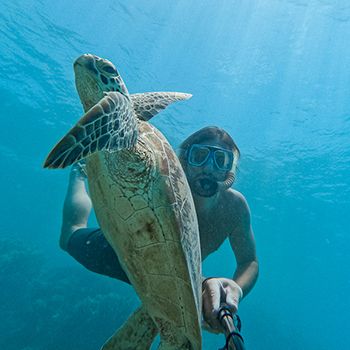 A turtle in the sea with a man snorkelling