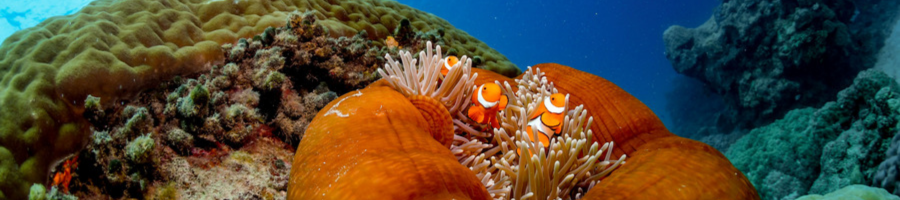 Down Under Dive Clown Fish Anemone