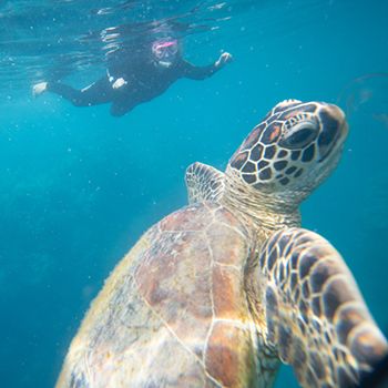 A turtle underwater with a snorkeller watching nearby