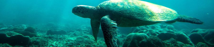 A sea turtle swimming underwater