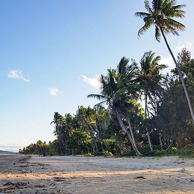 palm trees on the coast of mission beach australia