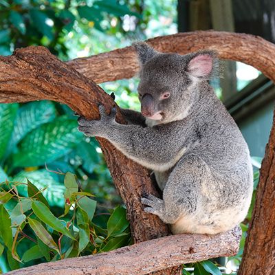 Koala clinging to a tree