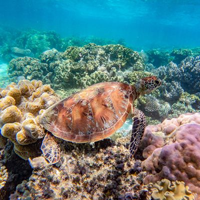 Sea turtle swimming amongst coral reefs