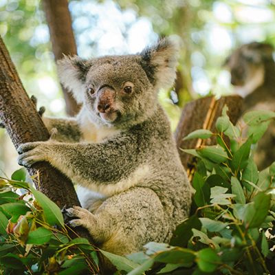 Koala in the trees on Magnetic Island