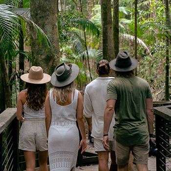 Group of travellers walking through and looking at the rainforest canopy