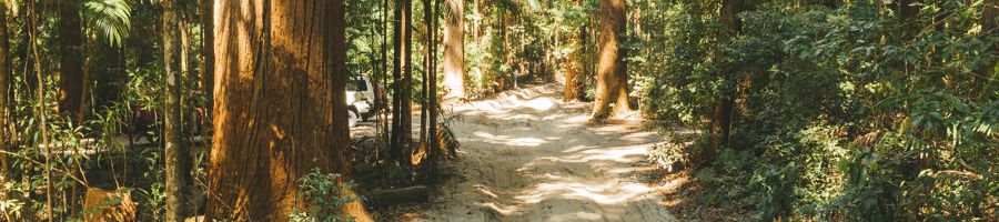 sandy pathway leading through the rainforest on K'gari
