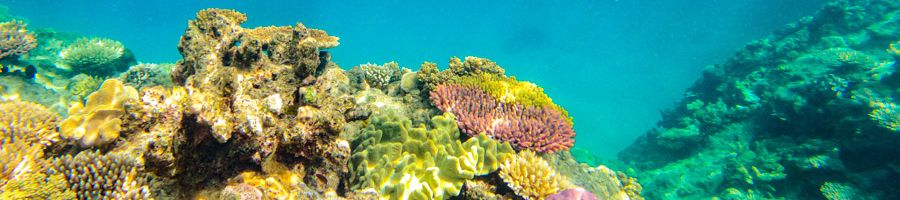 colorful reefs underwater near Cairns