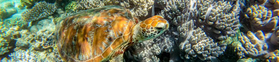 turtle swimming in a coral reef