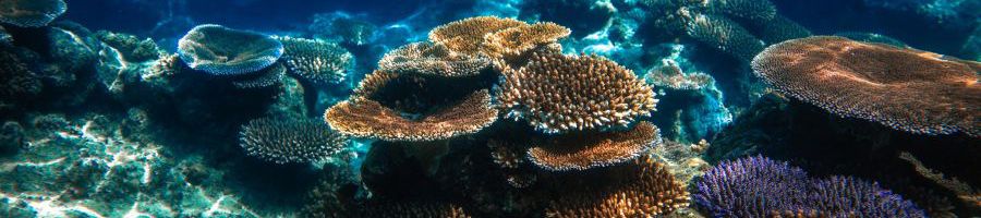 colorful reefs underwater in the Whitsundays
