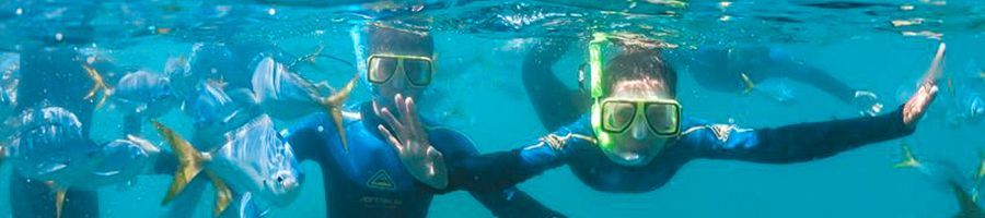 people snorkelling underwater with fish