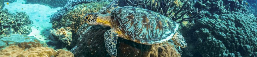 Sea turtle swimming through coral reefs