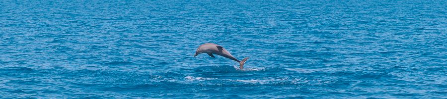 dolphin jumping out of the water at sea