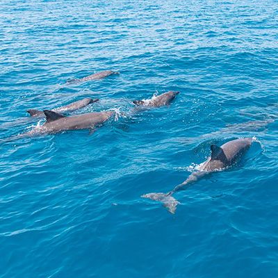 dolphins swimming through the blue ocean in Australia