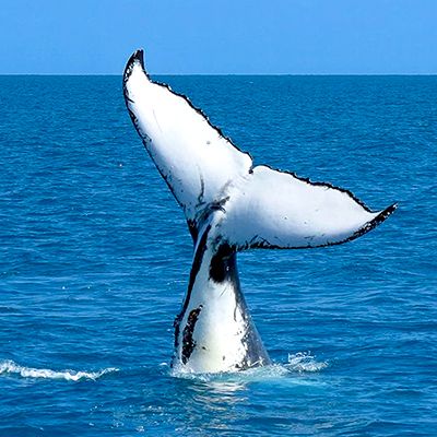 A whale tail in the ocean