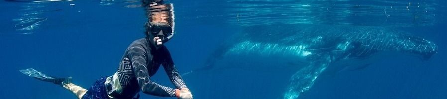 Swimming with whales at Ningaloo Reef