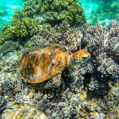 sea turtle swimming near coral reefs