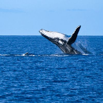 humpback whale breaching in Queensland waters