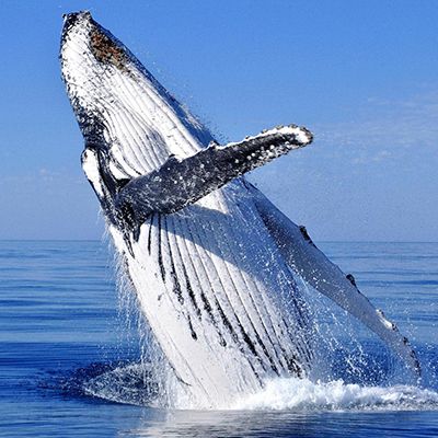 humpback whale breaching out of the ocean