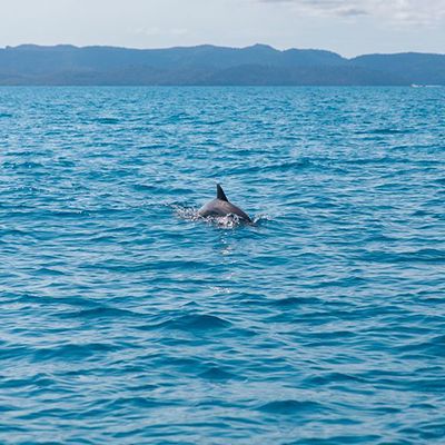 dolphin swimming through the blue ocean