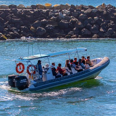 Wild Byron whale watching vessel on the water