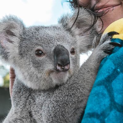 person holding a koala at a wildlife sanctuary