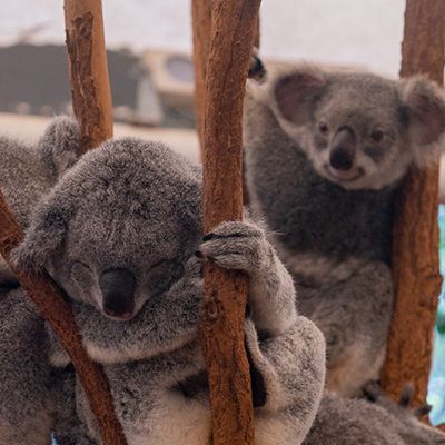 Two koalas in a tree at the Lone Pine Sanctuary