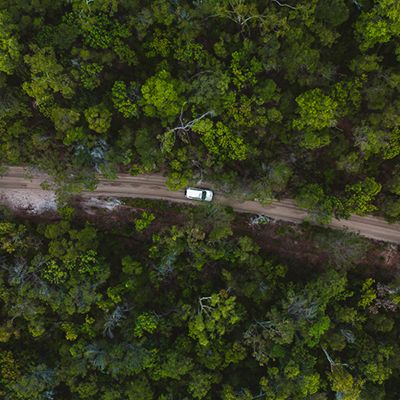 white car driving through a lush rainforest pathway