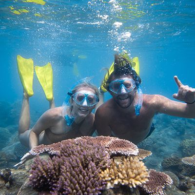 snorkelling swimming in the great barrier reef