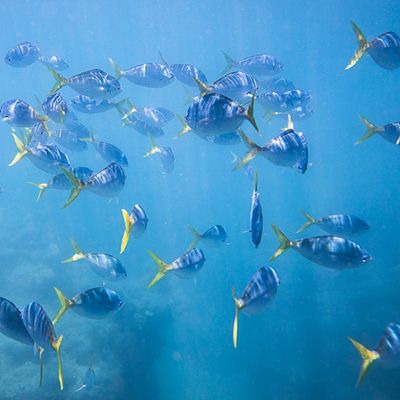 Fish swimming through blue water