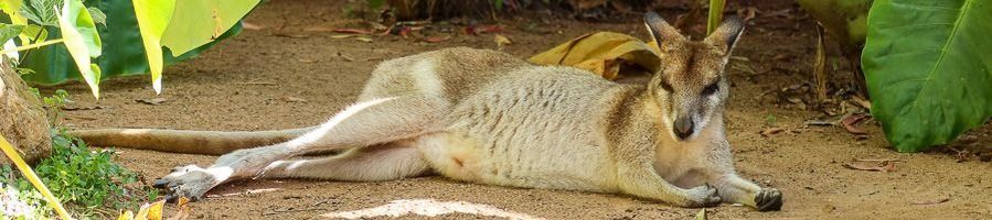 Kangaroo at Rainforestation Nature Centre in Cairns