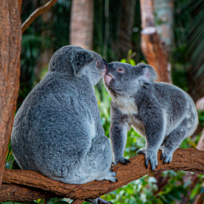 two koalas touching noses, sitting on a branch