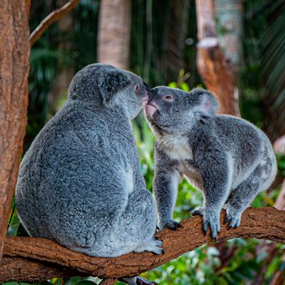koalas sniffing each other at the Australia Zoo