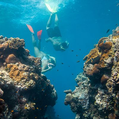 people snorkelling next to coral reefs in Australia