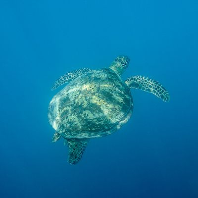 Sea turtle swimming through the blue ocean