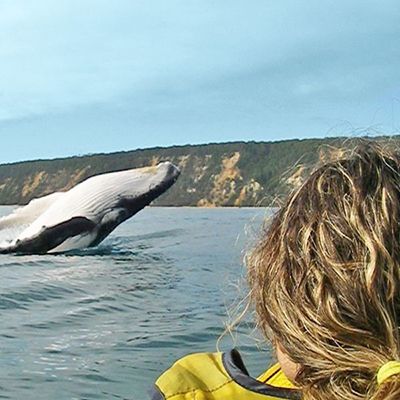 girl kayaking next to a breaching humpback whale