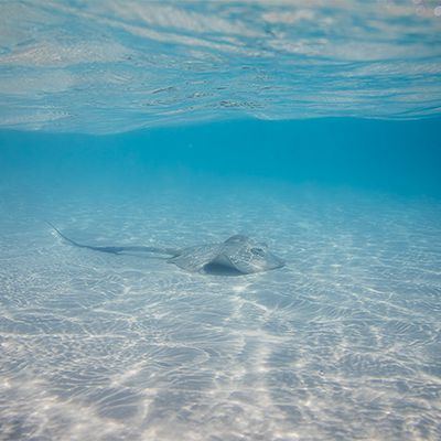 stingray swimming on the sand below the surface