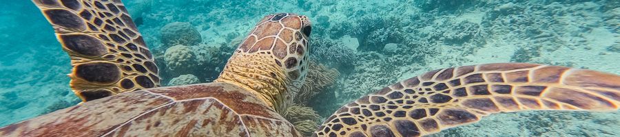 sea turtle swimming through great barrier reef