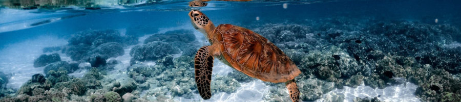 Sea turtle coming up for air amongst corals