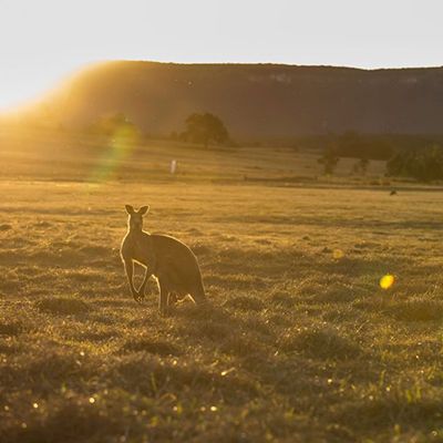 kangaroo in the blue mountains at sunset