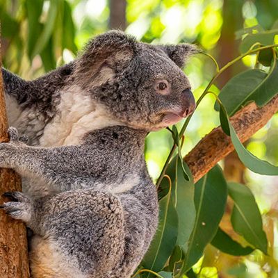 koala in a tree in the wilderness of australia