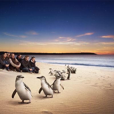 tour group walking penguins walk along the beach on phillip island