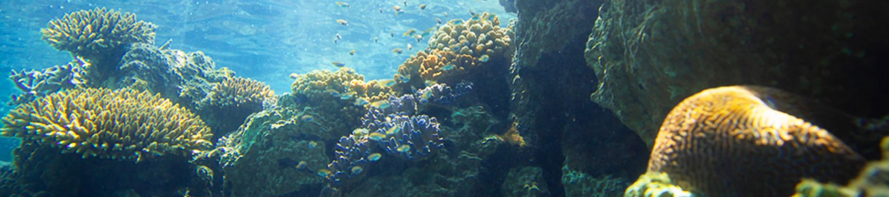 Whitsunday coral garden with golden, purple and blue corals