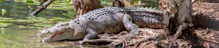 Crocodile sunbaking on lagoon bank Hartley's Croc Park