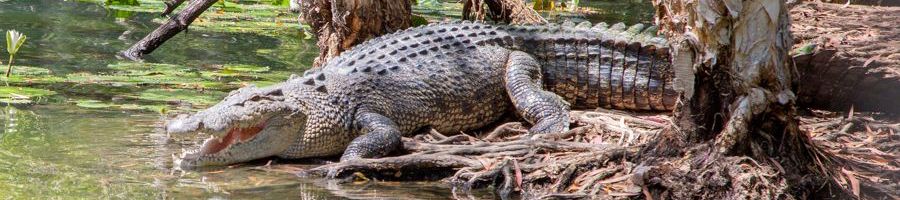 saltwater crocodiles near a river in australia