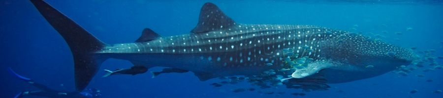 whale shark swimming through waters of ningaloo reef