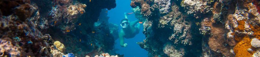 snorkeller swimming through massive coral reefs in the whitsundays